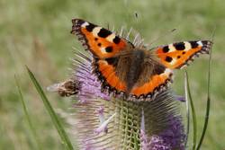 Kleiner Fuchs auf Blüte