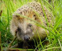 Igel im Garten, Foto: Sabine Flaisch / pixelio.de