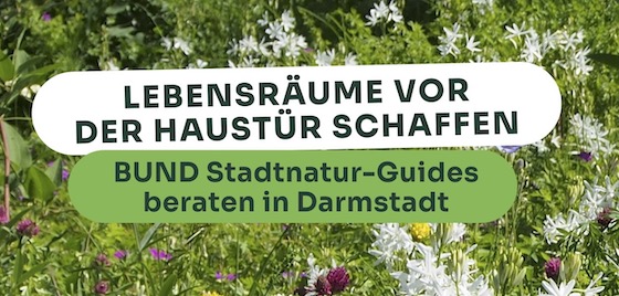 Lebensräume vor der Haustür schaffen – BUND Stadtnatur-Guides beraten in Darmstadt