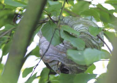 Nest der Mittleren Wespe, versteckt im Gebüsch