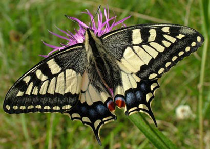 Der Schwalbenschwanz (Papilio machaon L.) – einer unser größten Tagfalter