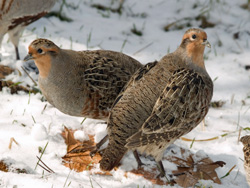 Rebhühner im Schnee, Sie gelten in Deutschland als stark gefährdet. Foto: istockphoto.com
